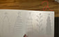 5 Christmas Trees Christmas DTF print